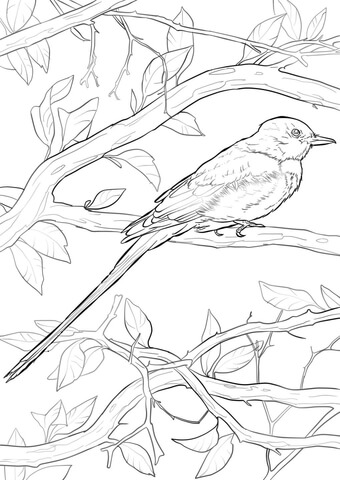 Scissor Tailed Flycatcher Coloring Page